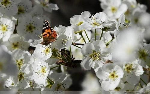 日本梨花包,传统与现代交融的美食传奇