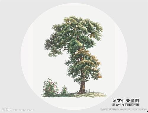 最美的松树图片大全,探寻自然之美中的松树画卷