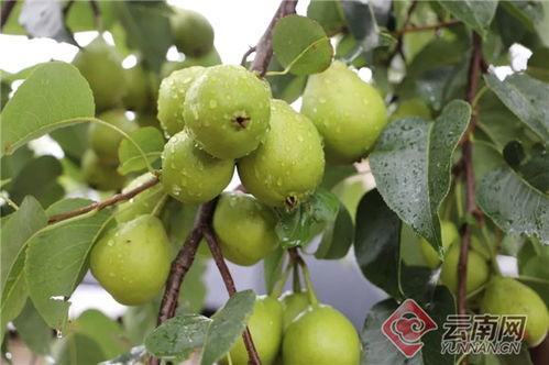 景东今日小瓜价格表最新,今日行情一览”