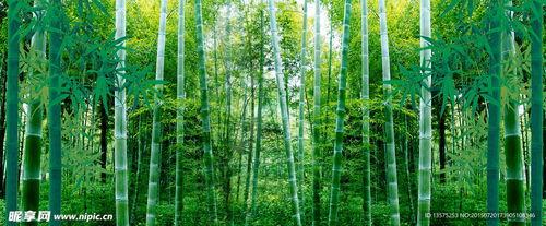 雨中竹林图片大全,诗意盎然的自然画卷