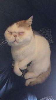 丑猫图片,揭秘萌态背后的故事