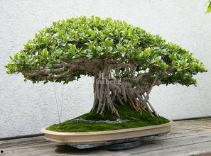 榕树盆景图片大全欣赏,自然与艺术的完美融合