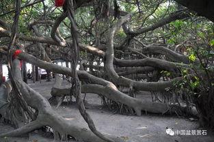 榕树盆景图片大全欣赏,自然与艺术的完美融合