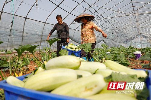 三月瓜图片,春日里的清新美味