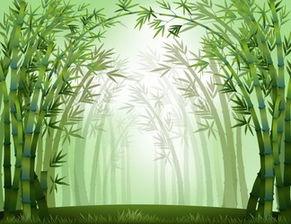 文昌竹图片,绿意盎然的室内观赏植物