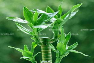 文昌竹图片,绿意盎然的室内观赏植物
